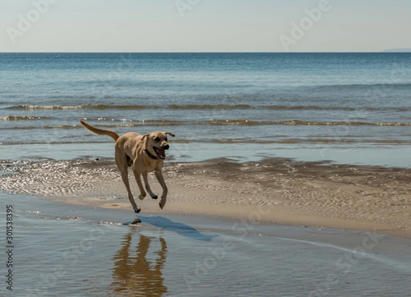 Obraz dog running on the beach