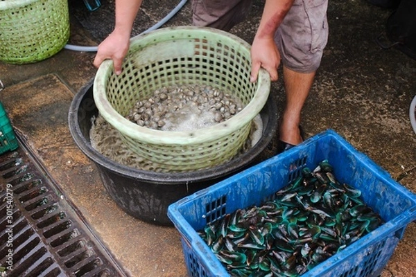 Obraz Washing the cockle shell