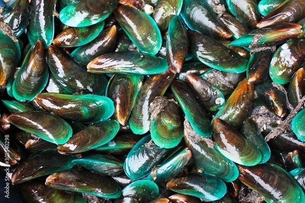 Obraz Fresh mussels background