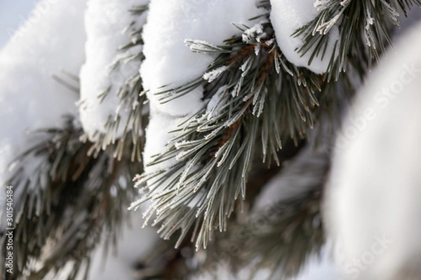 Obraz Coniferous branches in the snow