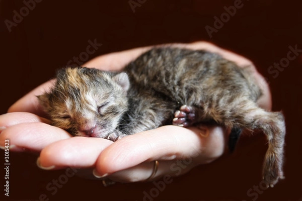 Fototapeta kitten on a hand