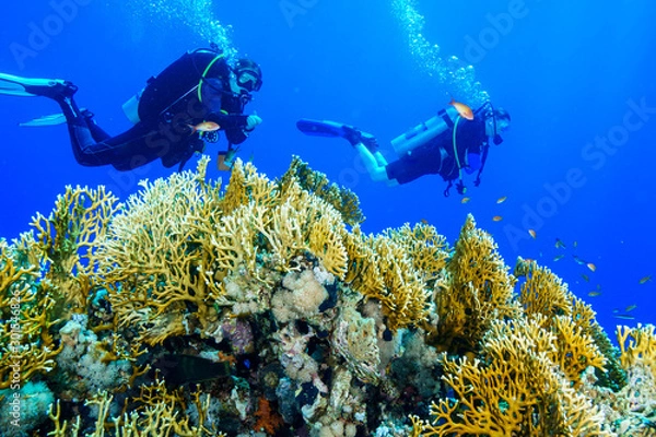 Obraz Diving the Red Sea Egypt