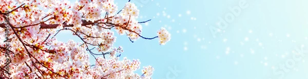 Fototapeta 美しく満開に咲き誇る一本の桜とコピースペースの青い空とキラキラ