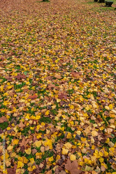 Fototapeta Autumn red and orange leaves background. Outdoor. Colorful background image of fallen autumn leaves, perfect for seasonal use. Space for text.