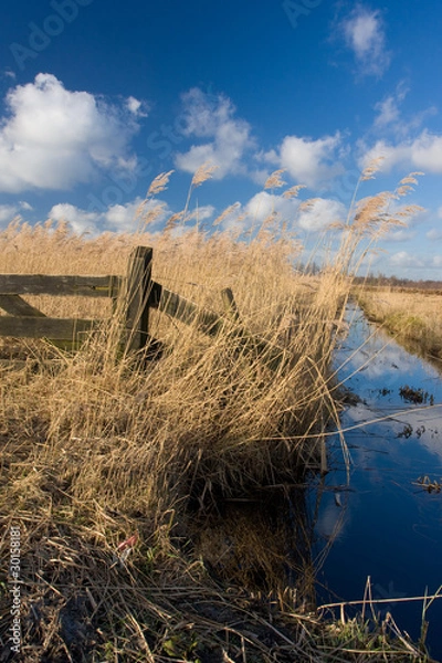 Obraz Tranquil dutch landscape