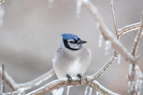 Obraz Blue jay on ice covered branches