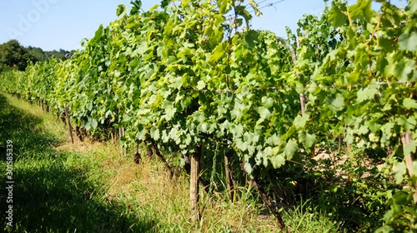 Fototapeta vite uva bianca