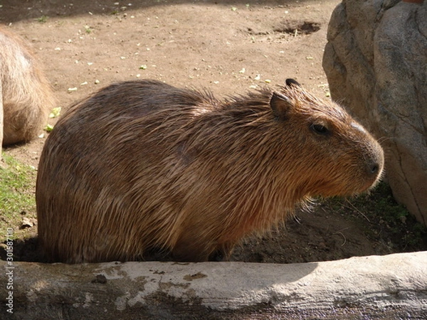 Obraz カピバラ
