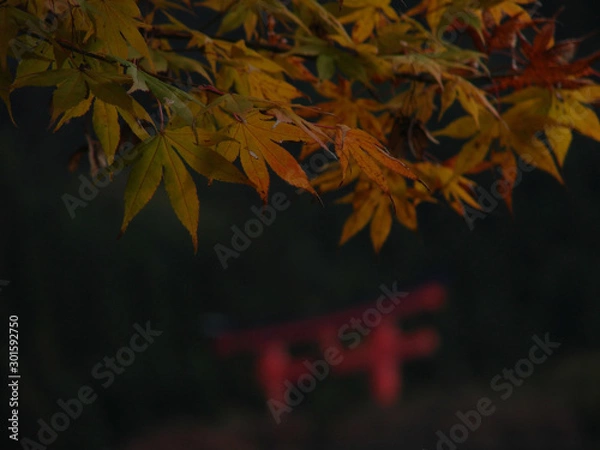 Obraz 紅葉と鳥居