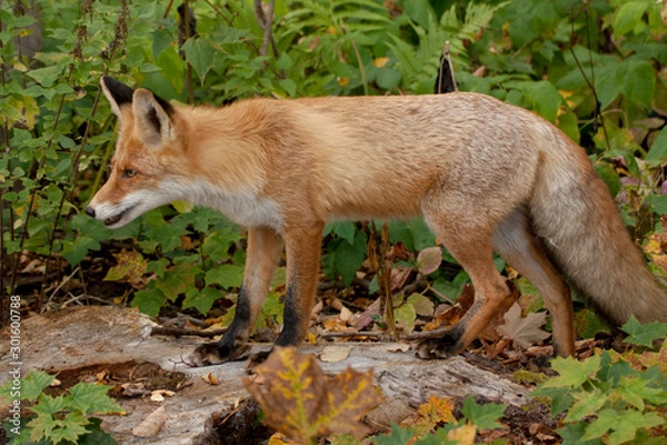 Fototapeta red fox