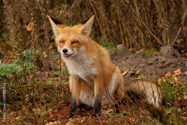 Fototapeta red fox