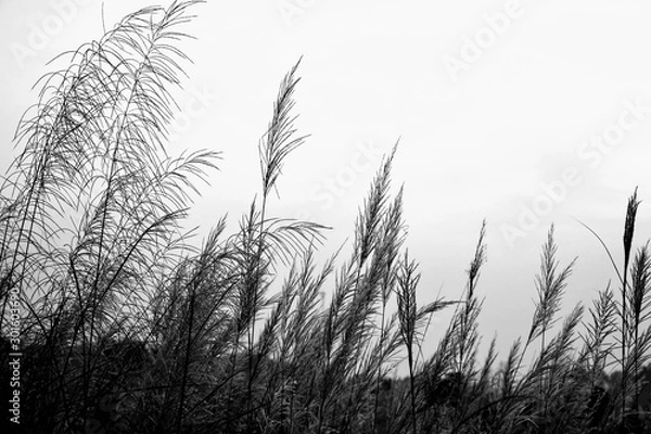 Obraz grass and sky