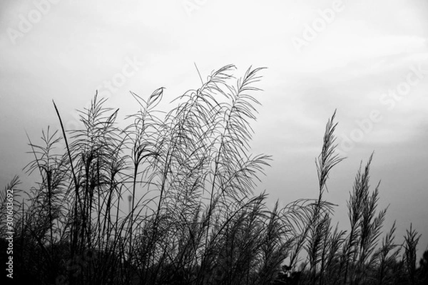 Obraz grass and sky