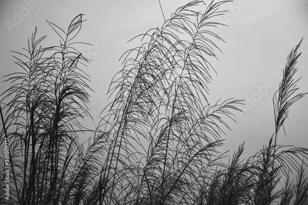 Obraz silhouette of a tree