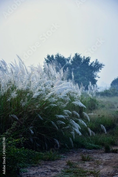 Obraz morning in forest