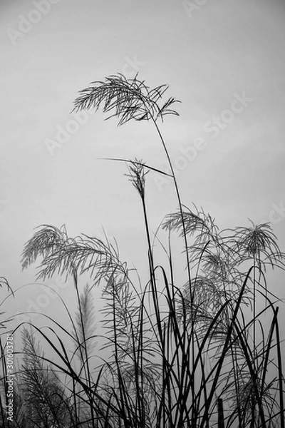 Obraz grass and sky