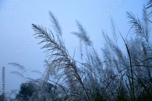 Obraz tree and blue sky