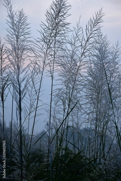 Fototapeta trees in fog
