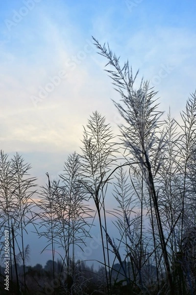 Obraz silhouette of a tree