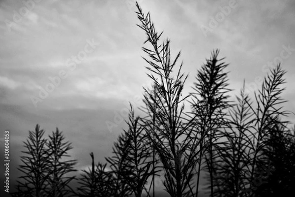 Obraz silhouette of a tree