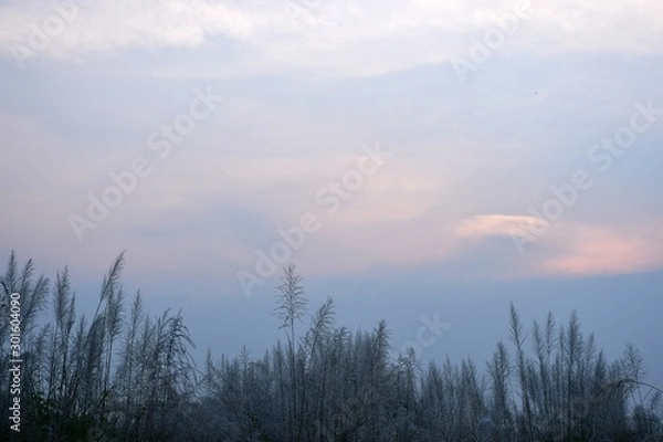 Obraz morning in the forest