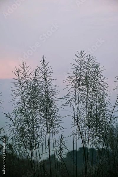 Fototapeta trees in fog