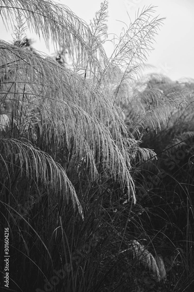 Obraz trees in winter