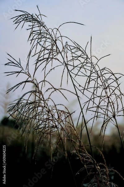 Obraz grass in the wind