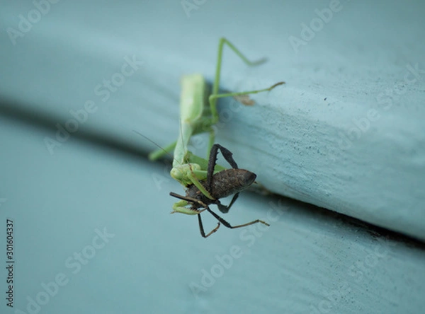 Fototapeta A praying mantis eating a large black insect.
