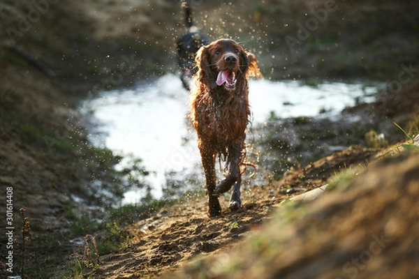 Fototapeta Playful dogs running on muddy puddle at countryside