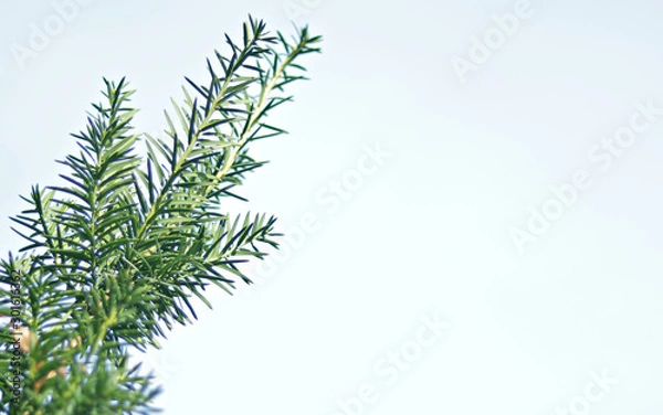 Obraz Fir branch isolated on white background -Place for text.
