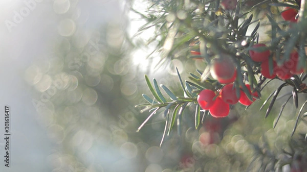 Obraz Christmas border of decoration wreath isolated on white background .Place for text.