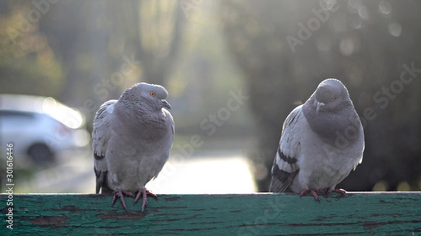 Obraz Close up of a pigeon perched on a bench with copy space. two pigeons.