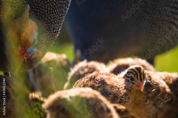 Fototapeta Close up of cute tiny guineafowl keets feeding with their parents in a grass meadow at sunset.