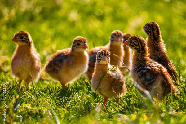 Fototapeta A flock of cute tiny guineafowl keets standing in a grass meadow at sunset.
