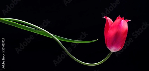 Fototapeta Red tulip in horizontal growth form. Although stem is growing horizontally, the flower has oriented itself upward toward the light, showing phototropism.