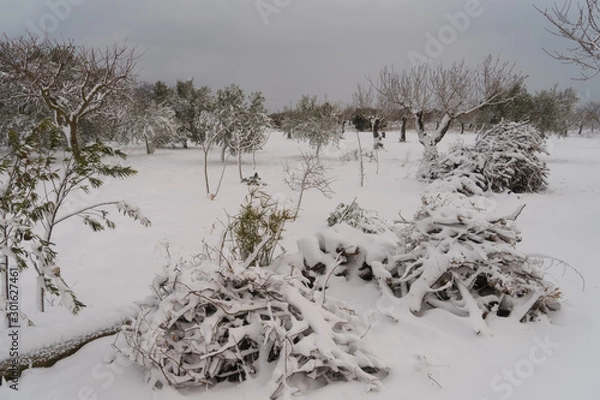 Obraz firewood covered by snow 