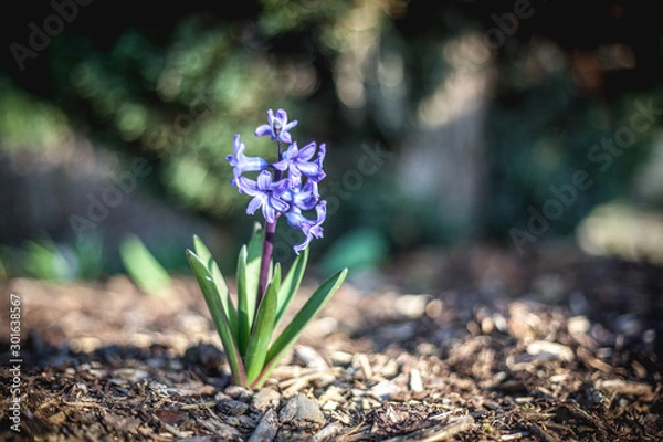 Obraz Frühlingsbote