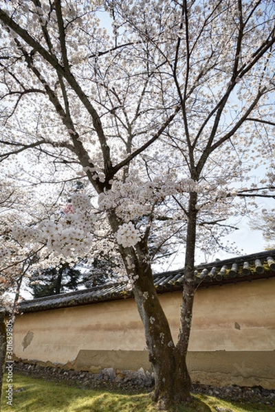 Fototapeta 醍醐寺の桜