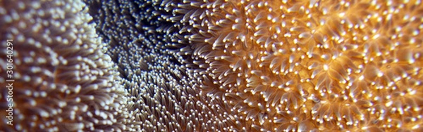 Fototapeta Soft Corals