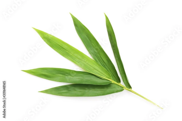 Obraz Świeżych liści bambusa na białym tle.