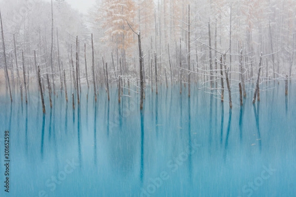 Fototapeta 青い池