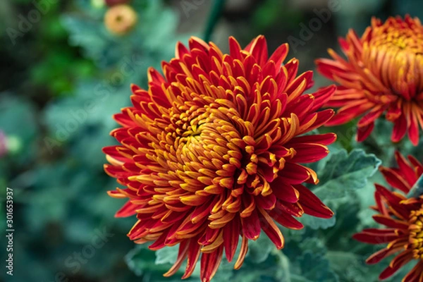 Obraz Red chrysanthemums close up in autumn Sunny day in the garden. Autumn flowers. Flower head