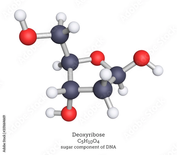 Fototapeta Deoxyribose is the sugar component of DNA