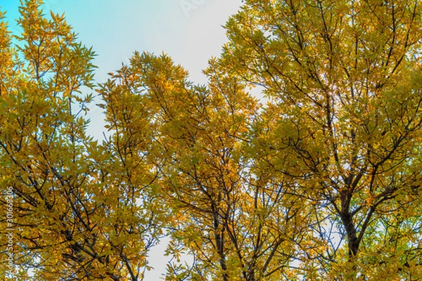 Fototapeta yellow tree in autumn