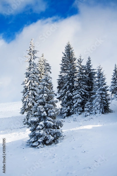 Fototapeta Winter forest