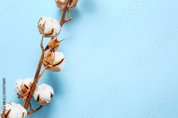 Fototapeta Beautiful cotton branch on color background