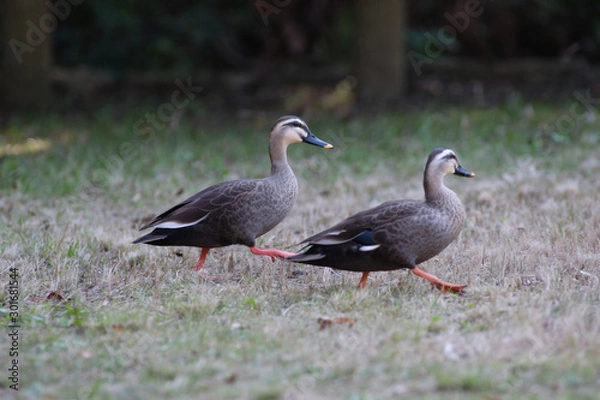 Fototapeta duck on grass