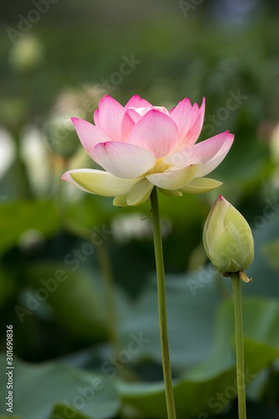 Obraz 蓮の花　初夏イメージ