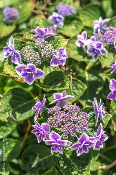 Fototapeta あじさいの花